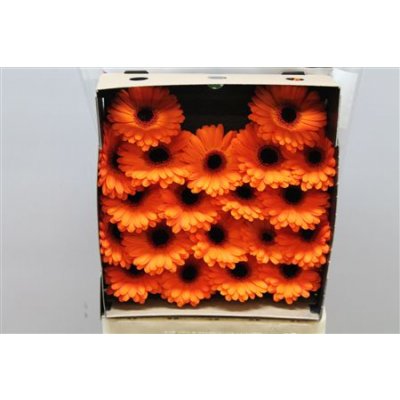 Gerbera Mi Diamond Allure