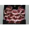 Gerbera Mi Diamond Anika