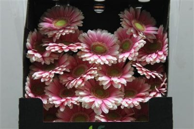 Gerbera Mi Diamond Anika