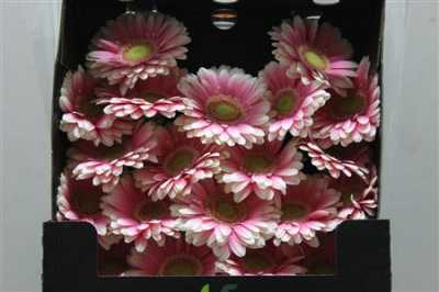 Gerbera Mi Diamond Anika