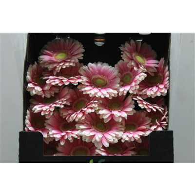Gerbera Mi Diamond Anika