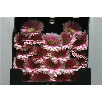 Gerbera Mi Diamond Anika