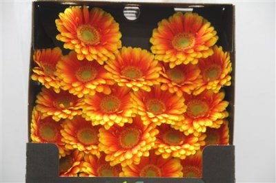Gerbera Mi Diamond Anita