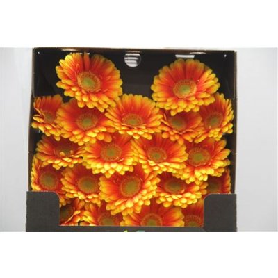 Gerbera Mi Diamond Anita