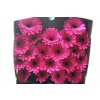 Gerbera Mi Diamond Anna