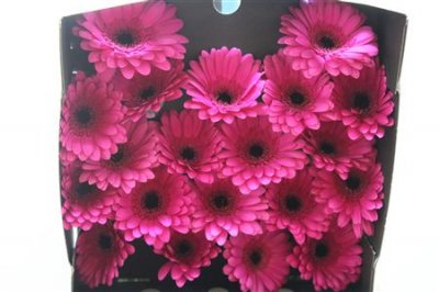 Gerbera Mi Diamond Anna