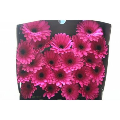 Gerbera Mi Diamond Anna