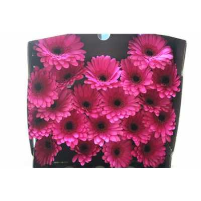 Gerbera Mi Diamond Anna