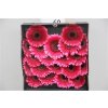 Gerbera Mi Diamond Arabel