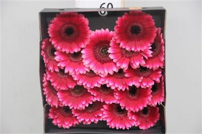 Gerbera Mi Diamond Arabel