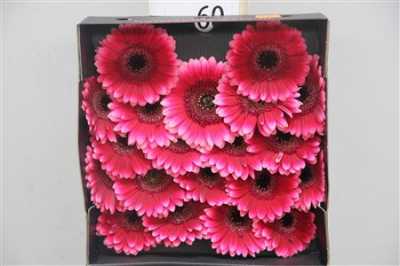 Gerbera Mi Diamond Arabel
