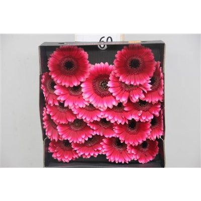 Gerbera Mi Diamond Arabel