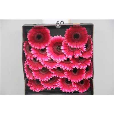 Gerbera Mi Diamond Arabel