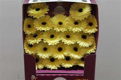 Gerbera Mi Diamond Aspy