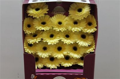 Gerbera Mi Diamond Aspy