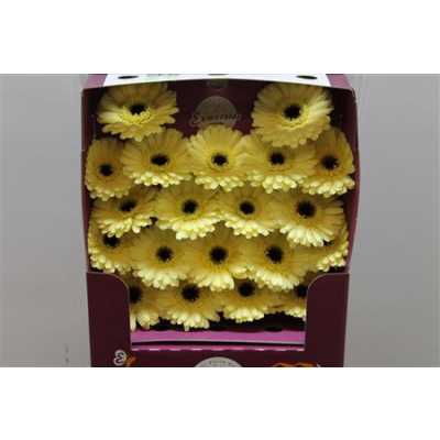 Gerbera Mi Diamond Aspy