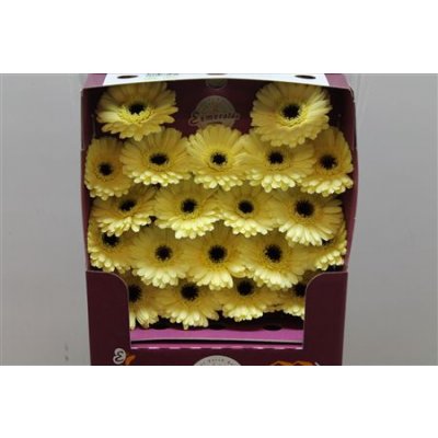 Gerbera Mi Diamond Aspy