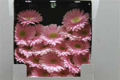Gerbera Mi Diamond Babble