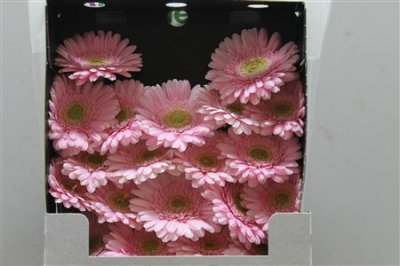 Gerbera Mi Diamond Babble