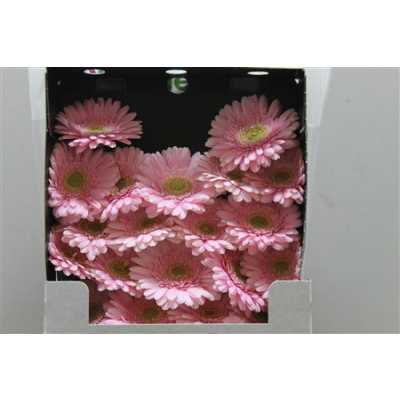 Gerbera Mi Diamond Babble