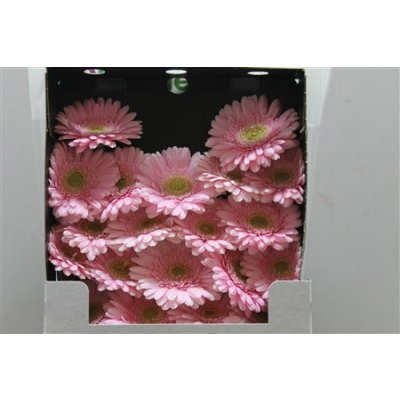Gerbera Mi Diamond Babble