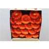 Gerbera Mi Diamond Baila