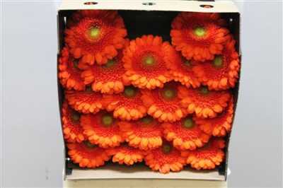 Gerbera Mi Diamond Baila