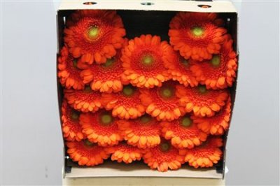 Gerbera Mi Diamond Baila