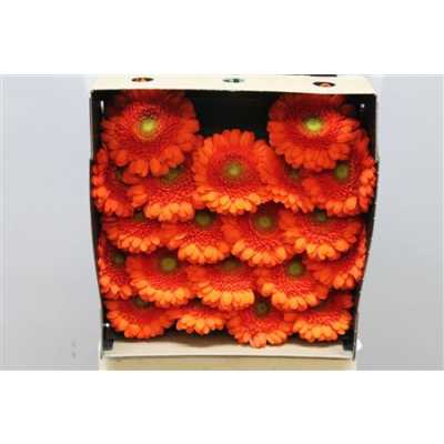Gerbera Mi Diamond Baila