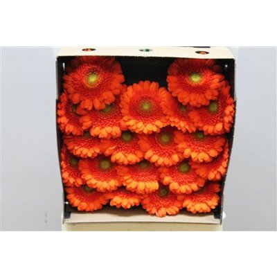 Gerbera Mi Diamond Baila