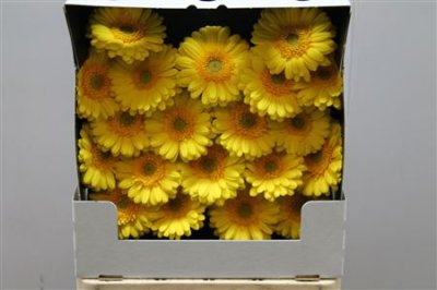 Gerbera Mi Diamond Banana