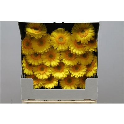 Gerbera Mi Diamond Banana