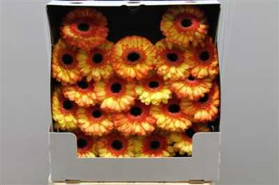 Gerbera Mi Diamond Bandola