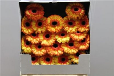 Gerbera Mi Diamond Bandola