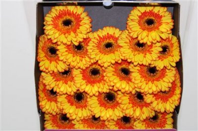 Gerbera Mi Diamond Barbados