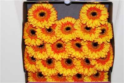 Gerbera Mi Diamond Barbados