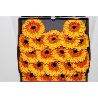 Gerbera Mi Diamond Barbados