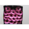 Gerbera Mi Diamond Bentley