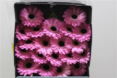 Gerbera Mi Diamond Bentley