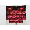 Gerbera Mi Diamond Bizar