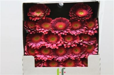 Gerbera Mi Diamond Bizar