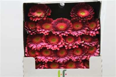 Gerbera Mi Diamond Bizar