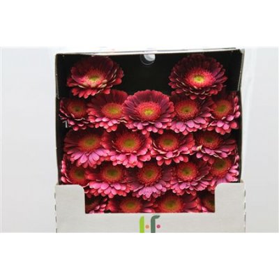 Gerbera Mi Diamond Bizar