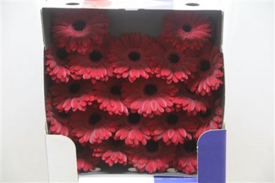 Gerbera Mi Diamond Black Tie