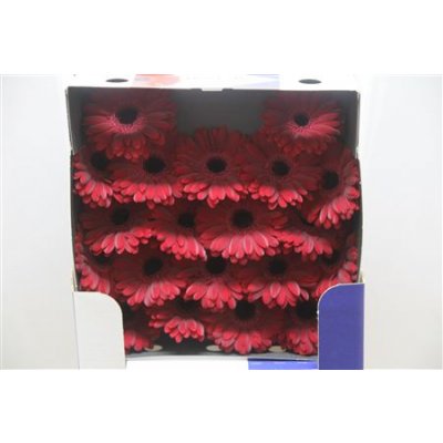 Gerbera Mi Diamond Black Tie