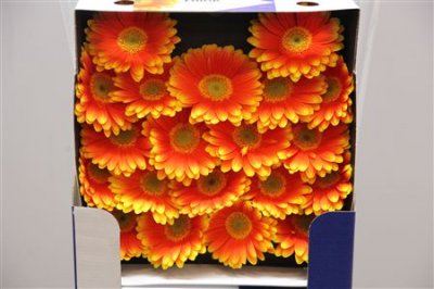 Gerbera Mi Diamond Blink