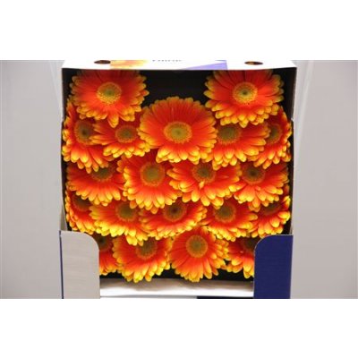 Gerbera Mi Diamond Blink