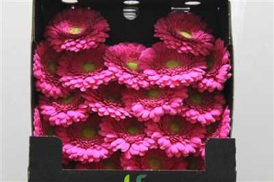 Gerbera Mi Diamond Bono