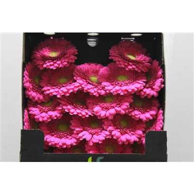 Gerbera Mi Diamond Bono