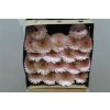 Gerbera Mi Diamond Bridal Kimsey